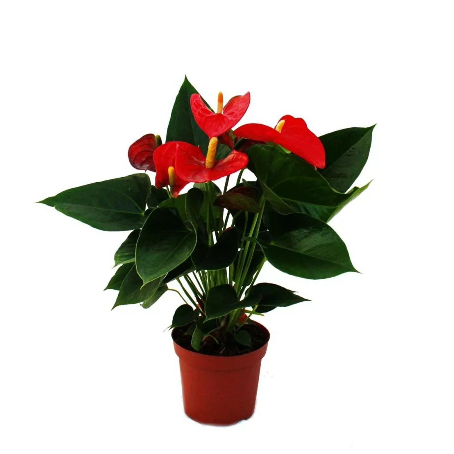 Exotenherz Flamingoblume Sierra Red Rot Anthurium Andreanum 14cm günstig online kaufen