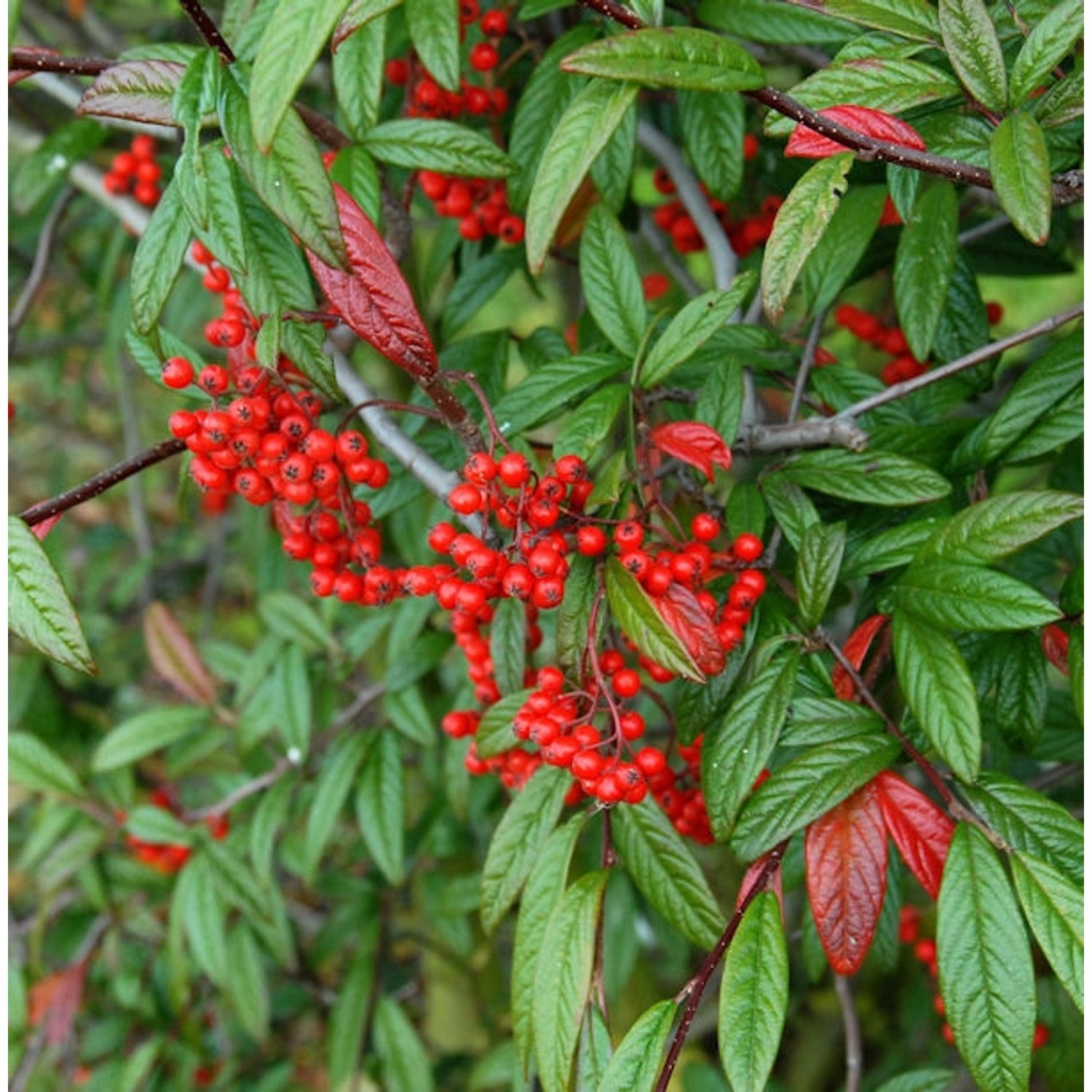 Weidenblättrige Hängemispel 100-125cm - Cotoneaster salicifolius günstig online kaufen