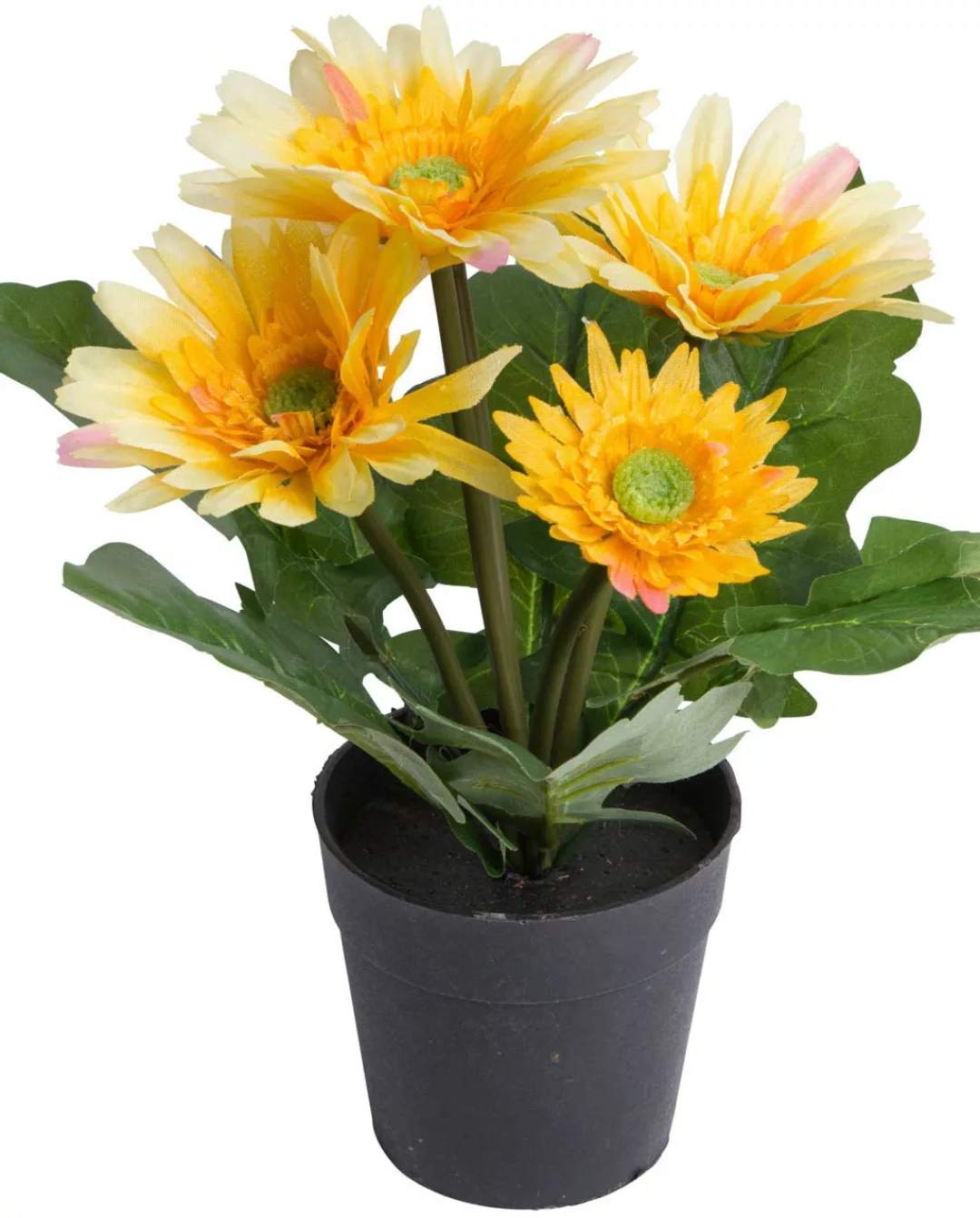 Botanic-Haus Kunstblume "Gerbera mit 5 Blüten" günstig online kaufen