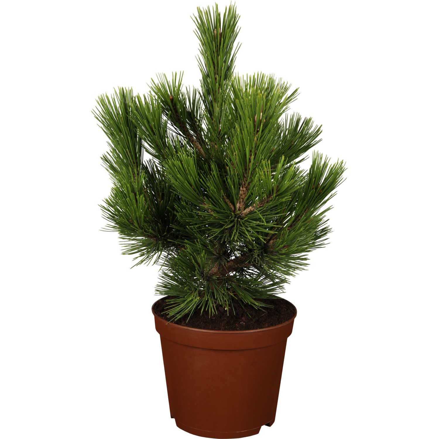 OBI Bosnische Kiefer Malinki Höhe ca. 20 - 30 cm Topf ca. 4,6 l Pinus günstig online kaufen