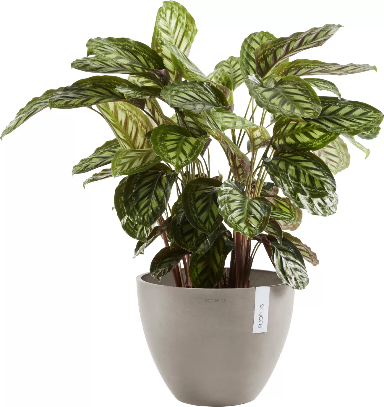 Ecopots Pflanztopf Antwerp Braungrau 30 cm günstig online kaufen