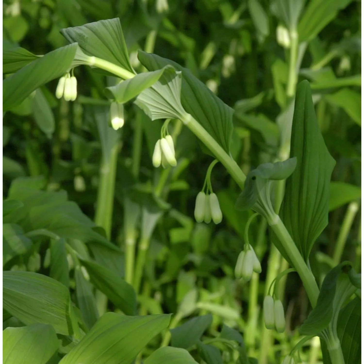 Hoher Salomonssiegel Weihenstephan - Polygonatum Hybrid günstig online kaufen