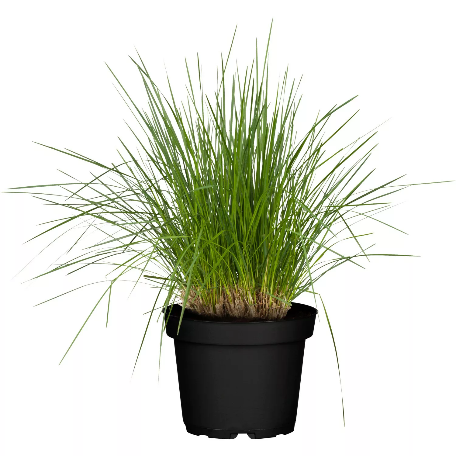 GROW by OBI Rasen-Schmiele Topf-Ø ca. 14 cm Ziergras Deschampsia cespitos günstig online kaufen