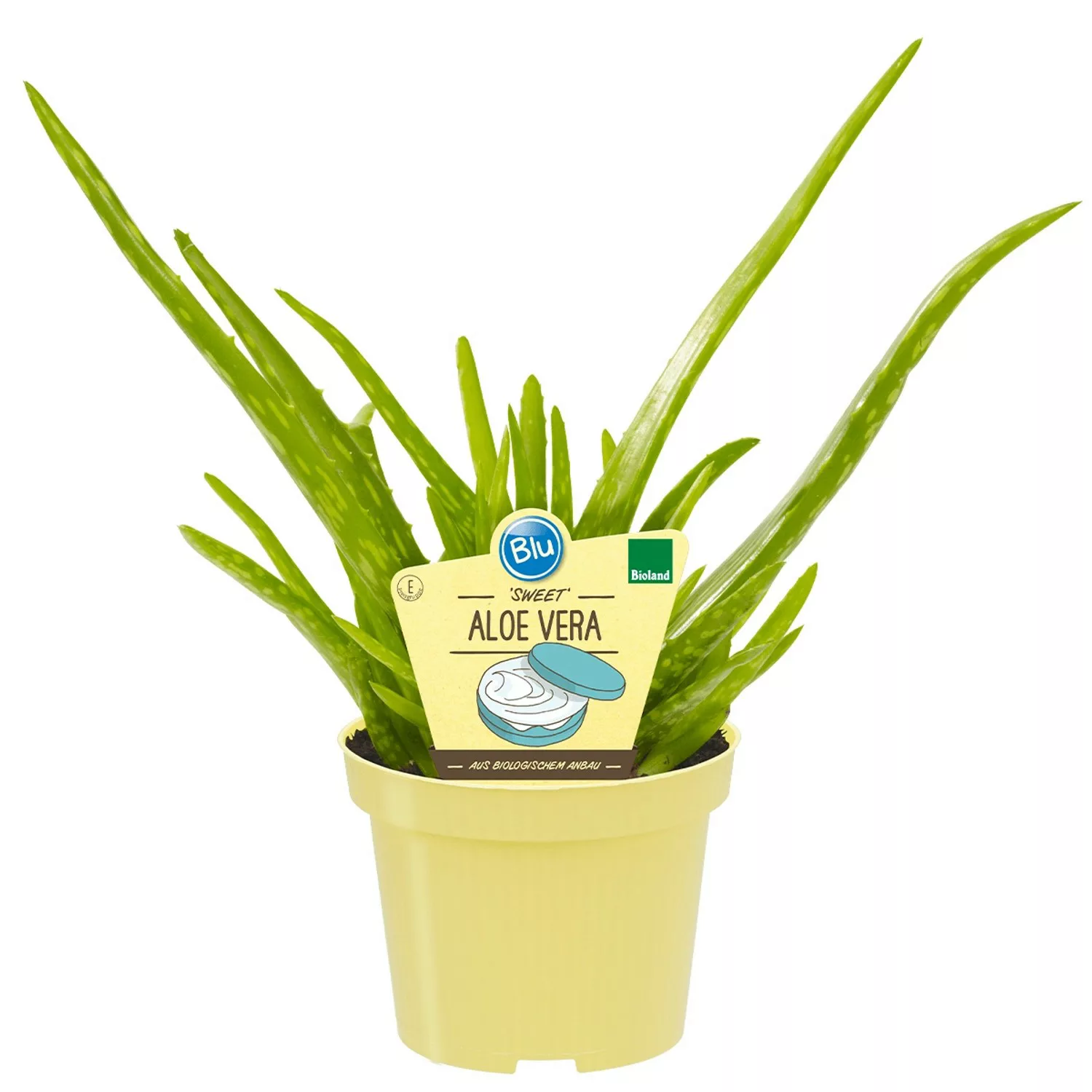 Blu Echte Aloe Vera Topf-Ø ca. 12 cm günstig online kaufen