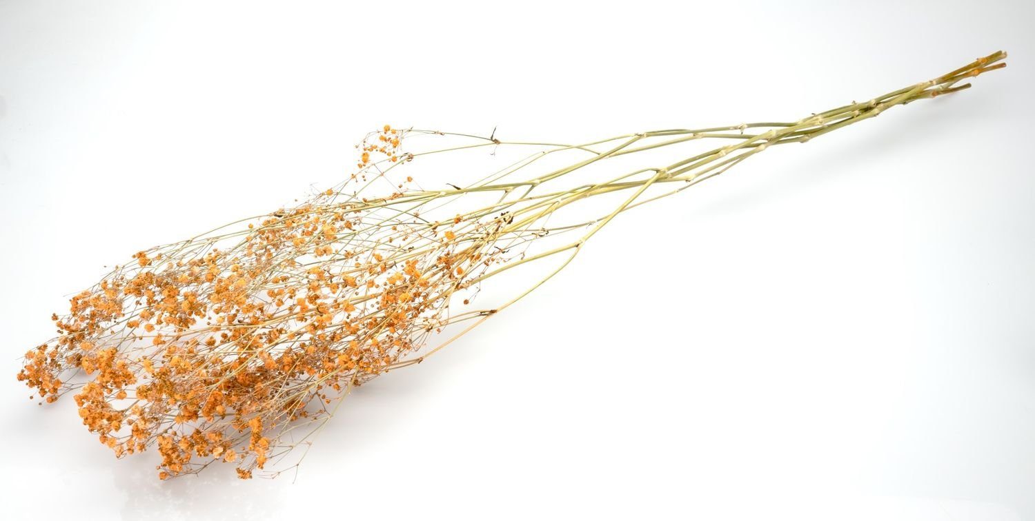 Trockenblume Schleierkraut Orange getrocknet im Bund günstig online kaufen