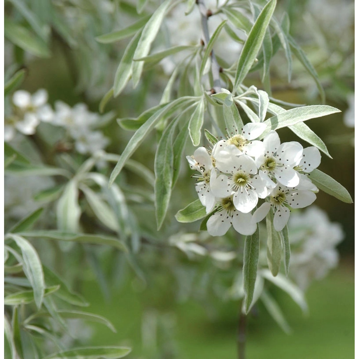 Weidenblättrige Birne 60-80cm - Pyrus salicifolia günstig online kaufen