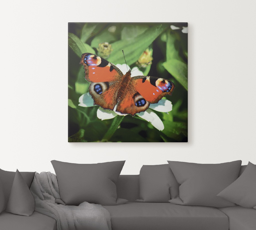 Artland Wandbild "Tagpfauenauge", Insekten, (1 St.), als Leinwandbild, Post günstig online kaufen