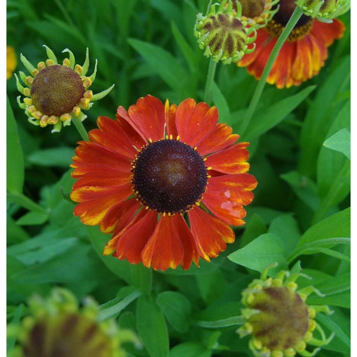 Sonnenbraut Sahins Early Flowerer - Helenium cultorum günstig online kaufen