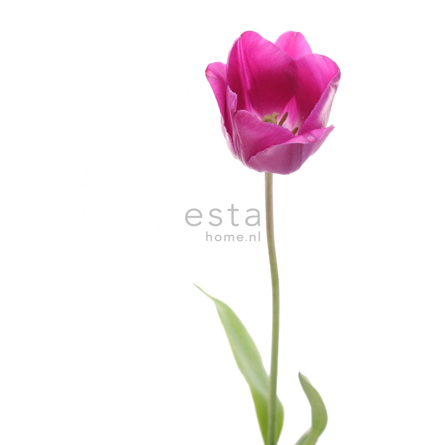 ESTAhome Fototapete Tulpe Rosa und Grün 93 x 211,5 cm 156502 günstig online kaufen