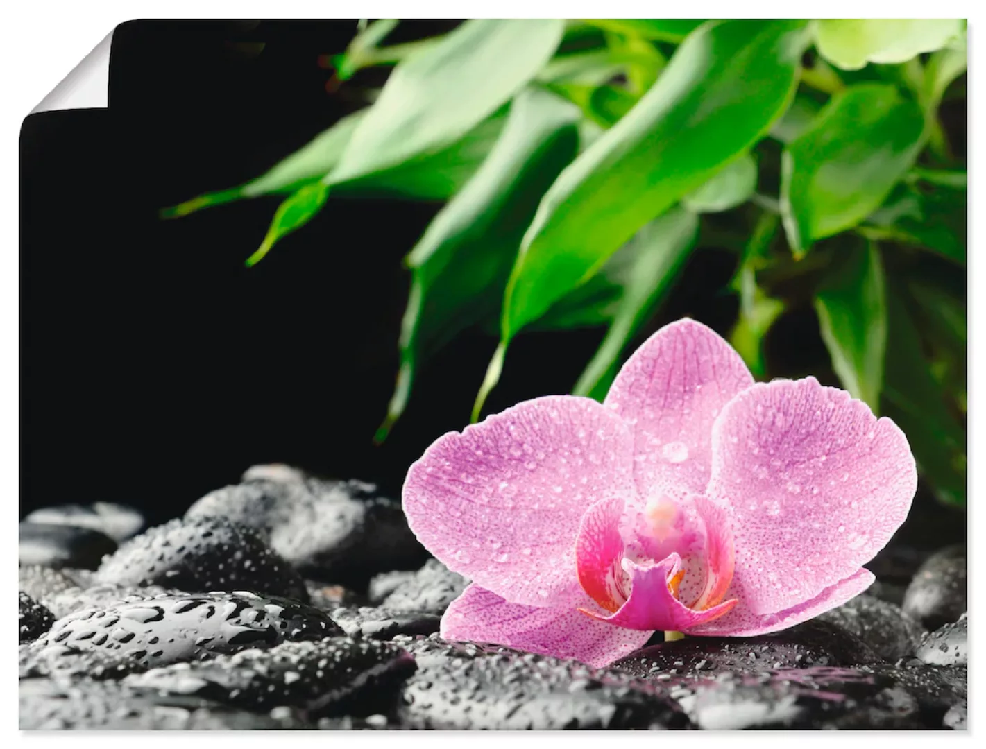 Artland Wandbild »Rosa Orchidee auf schwarzen Zen Steinen«, Blumen, (1 St.) günstig online kaufen