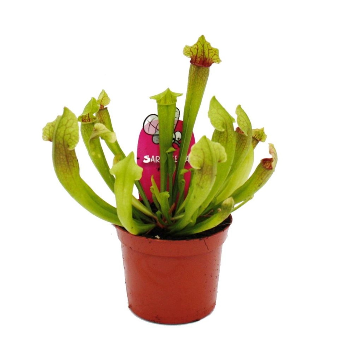 Exotenherz Schlauchpflanze Sarracenia Fiona Fleischfressende Pflanze 9cm To günstig online kaufen