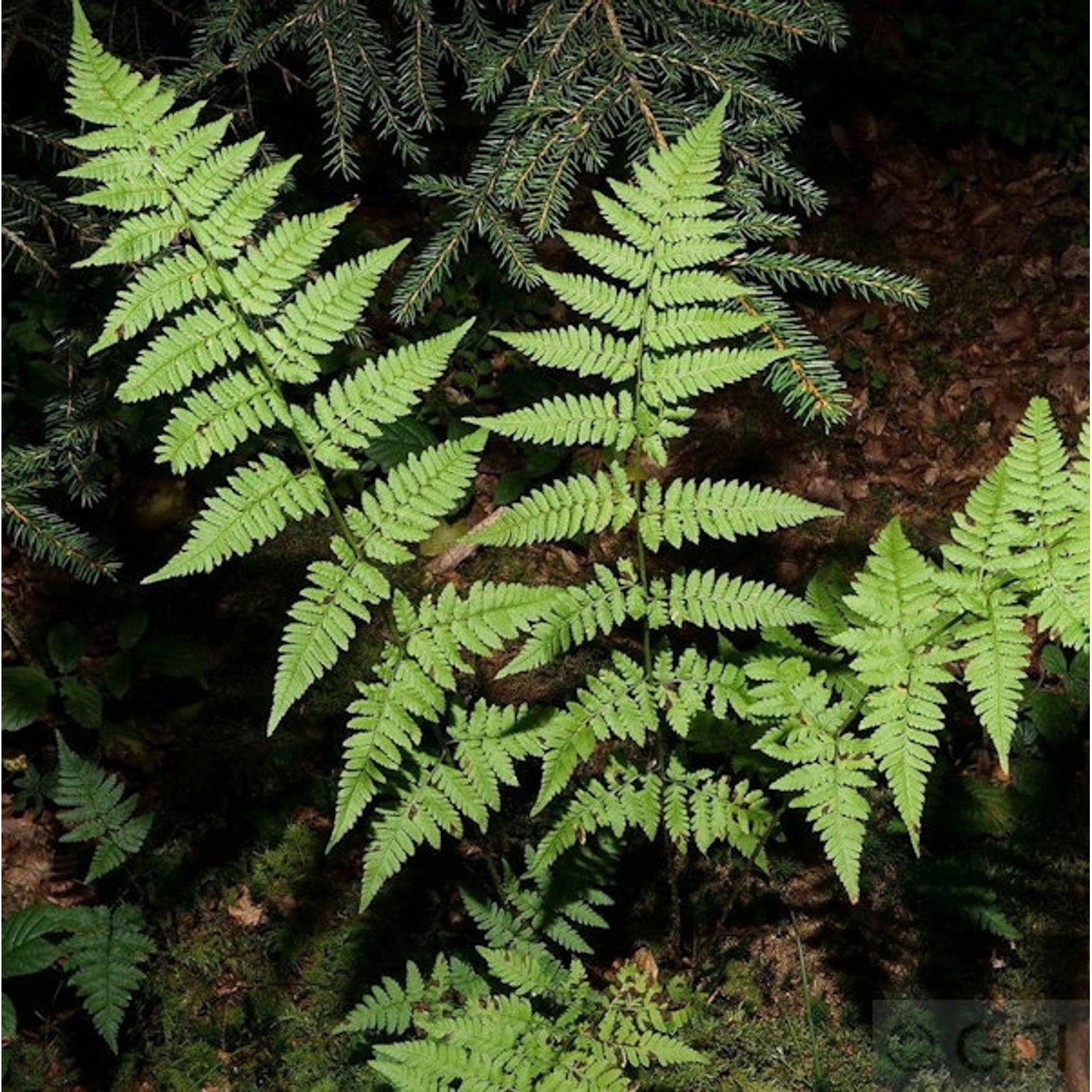 Gewöhnlicher Dornfarn - Dryopteris carthusiana günstig online kaufen