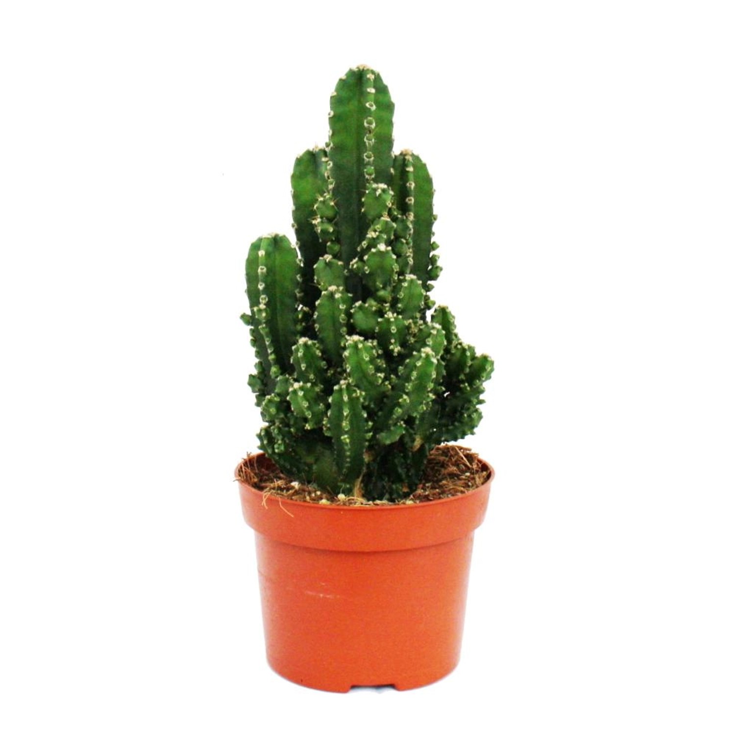 Exotenherz Cereuis Floridianus Grünfinger im 12cm Topf günstig online kaufen