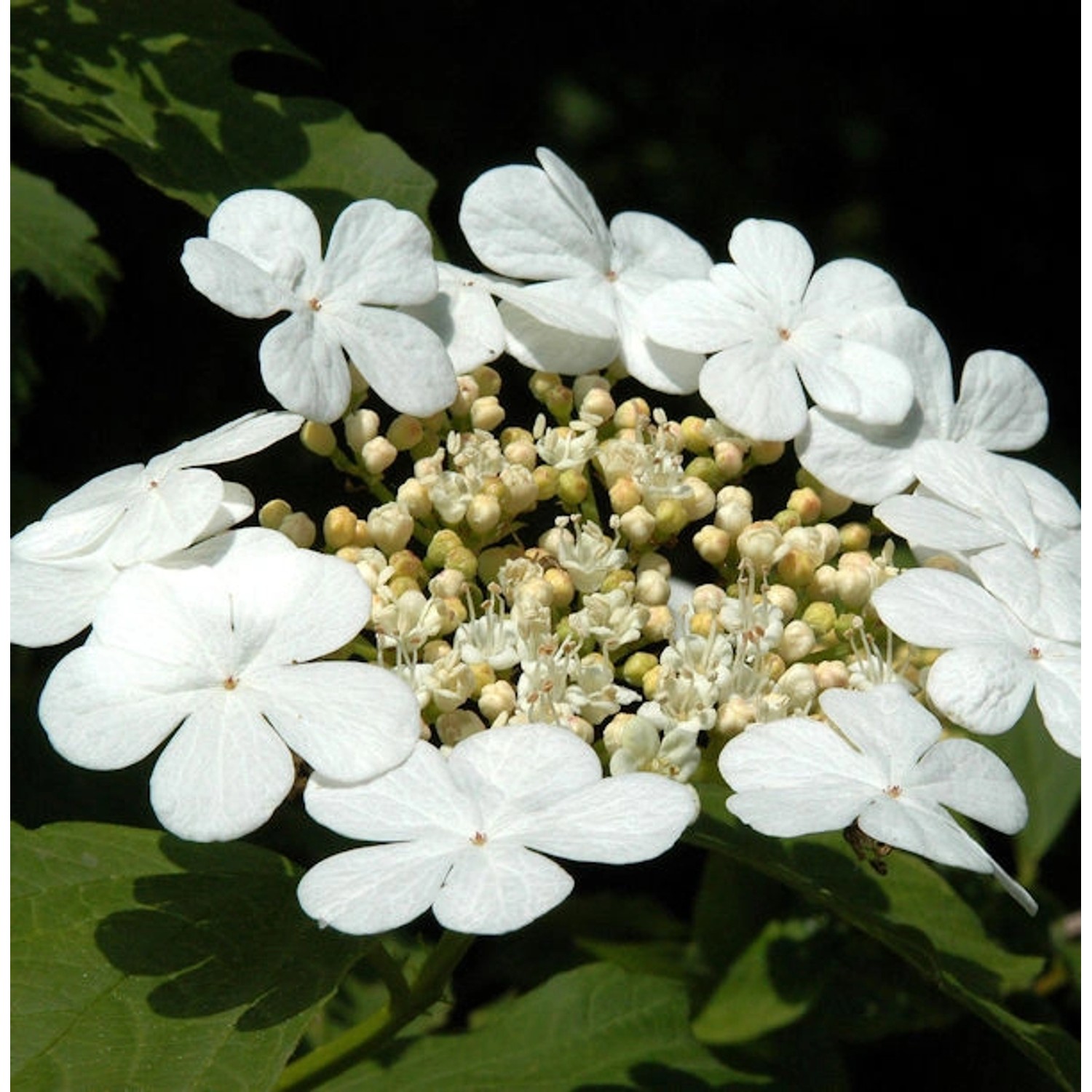 Gemeiner Schneeball 60-80cm - Viburnum opulus günstig online kaufen