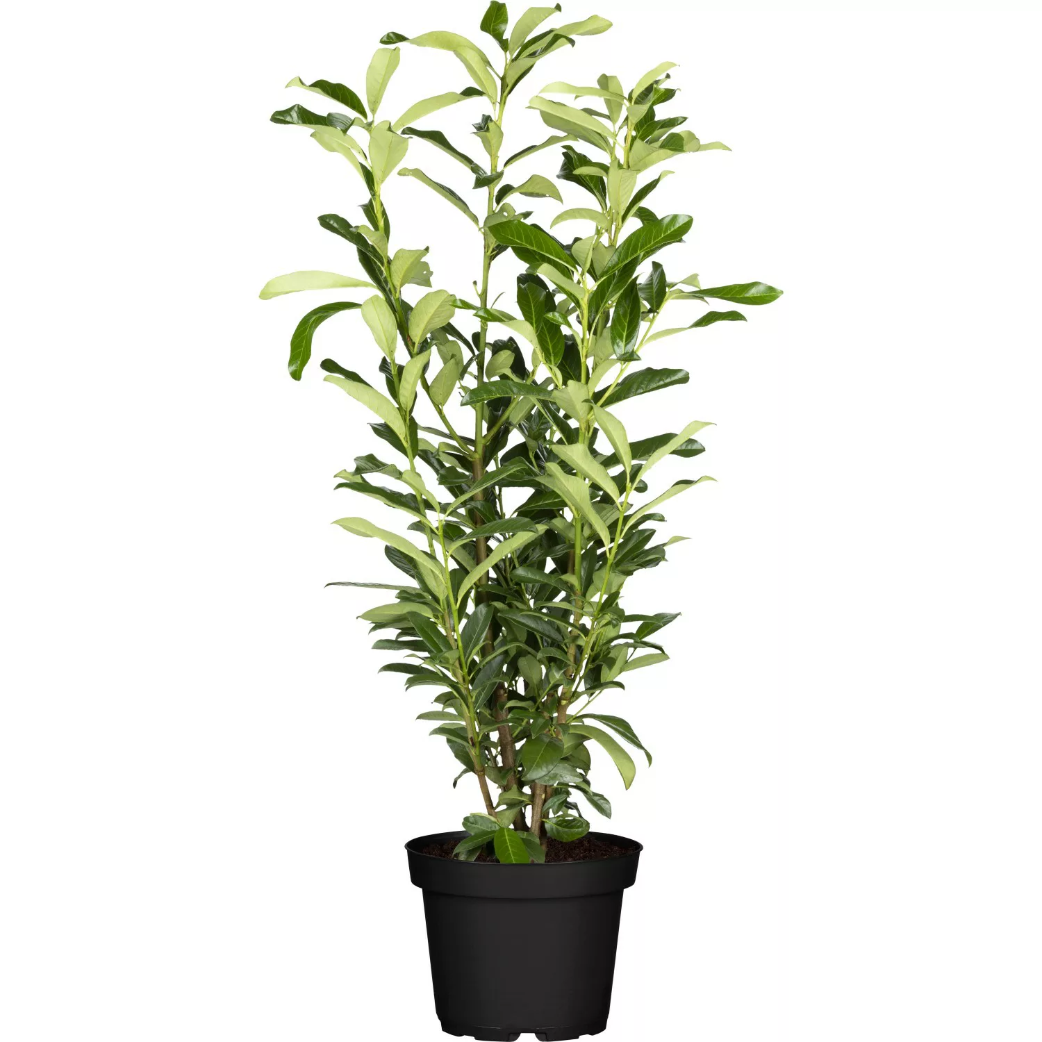 Kirschlorbeer Genolia Set à 30 Stück Höhe ca. 80 - 100 cm Topf ca. 5 l Prun günstig online kaufen
