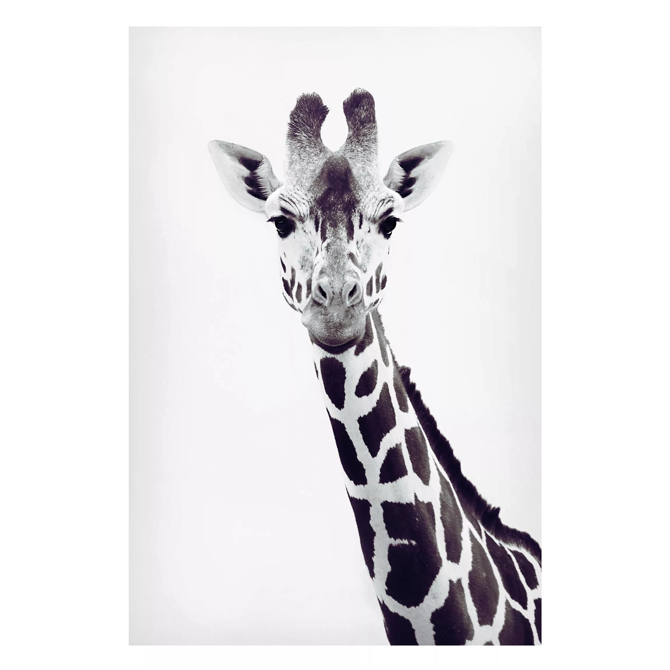 Magnettafel Giraffen Portrait in Schwarz-weiß günstig online kaufen