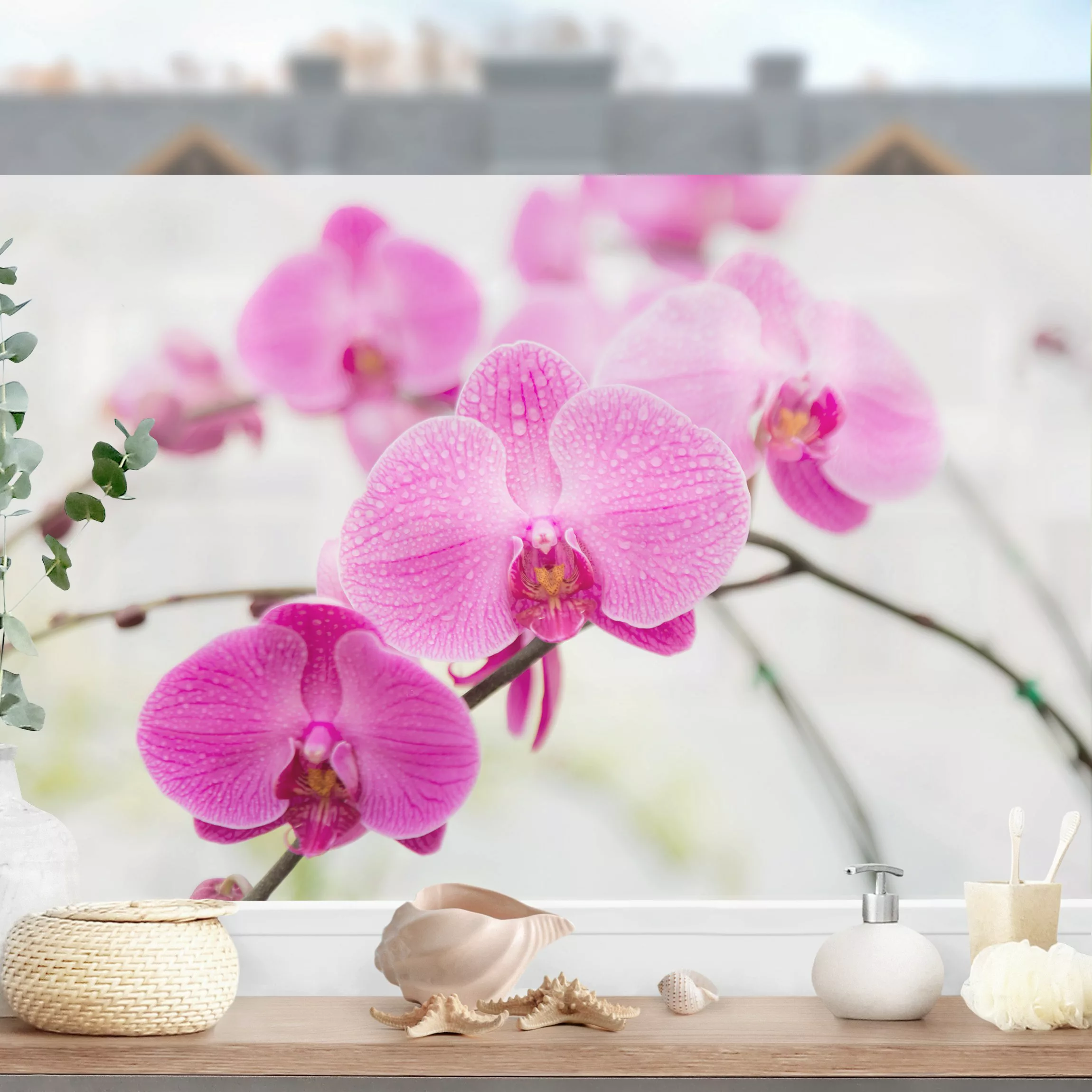 Fensterfolie Nahaufnahme Orchidee günstig online kaufen