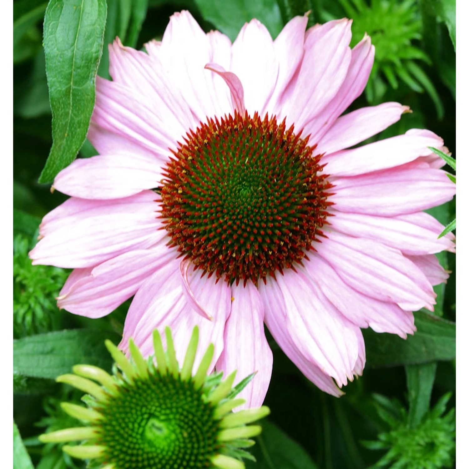 Sonnenhut Hope - Echinacea purpurea günstig online kaufen