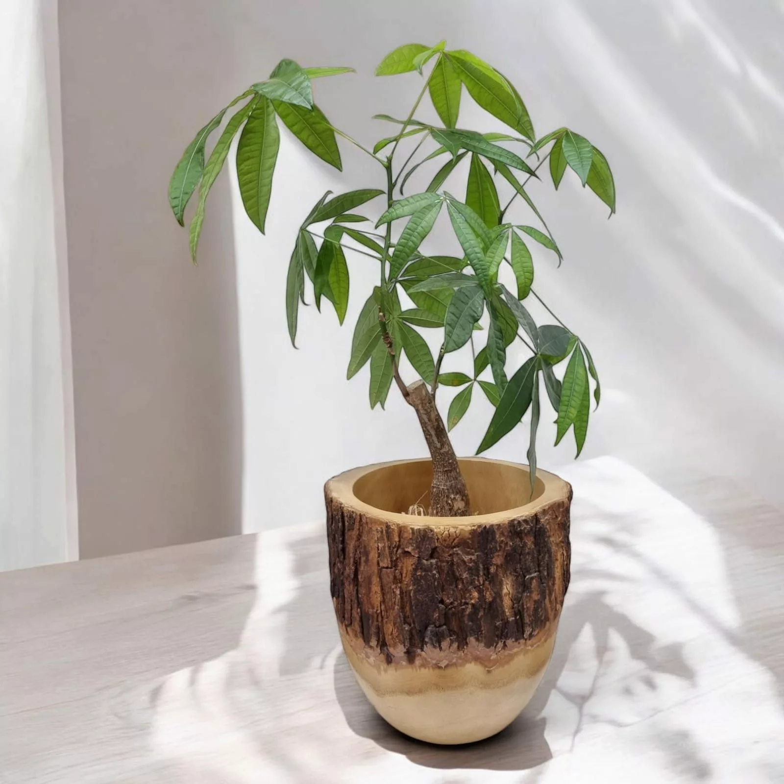 Kinaree Übertopf Mango Holz Übertopf Auswahl günstig online kaufen