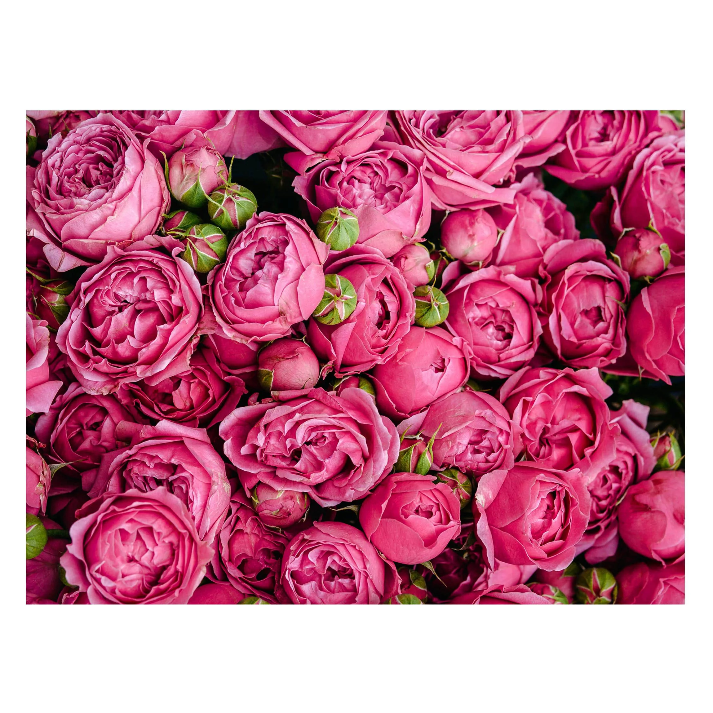 Magnettafel Blumen - Querformat 4:3 Pinke Pfingstrosen günstig online kaufen