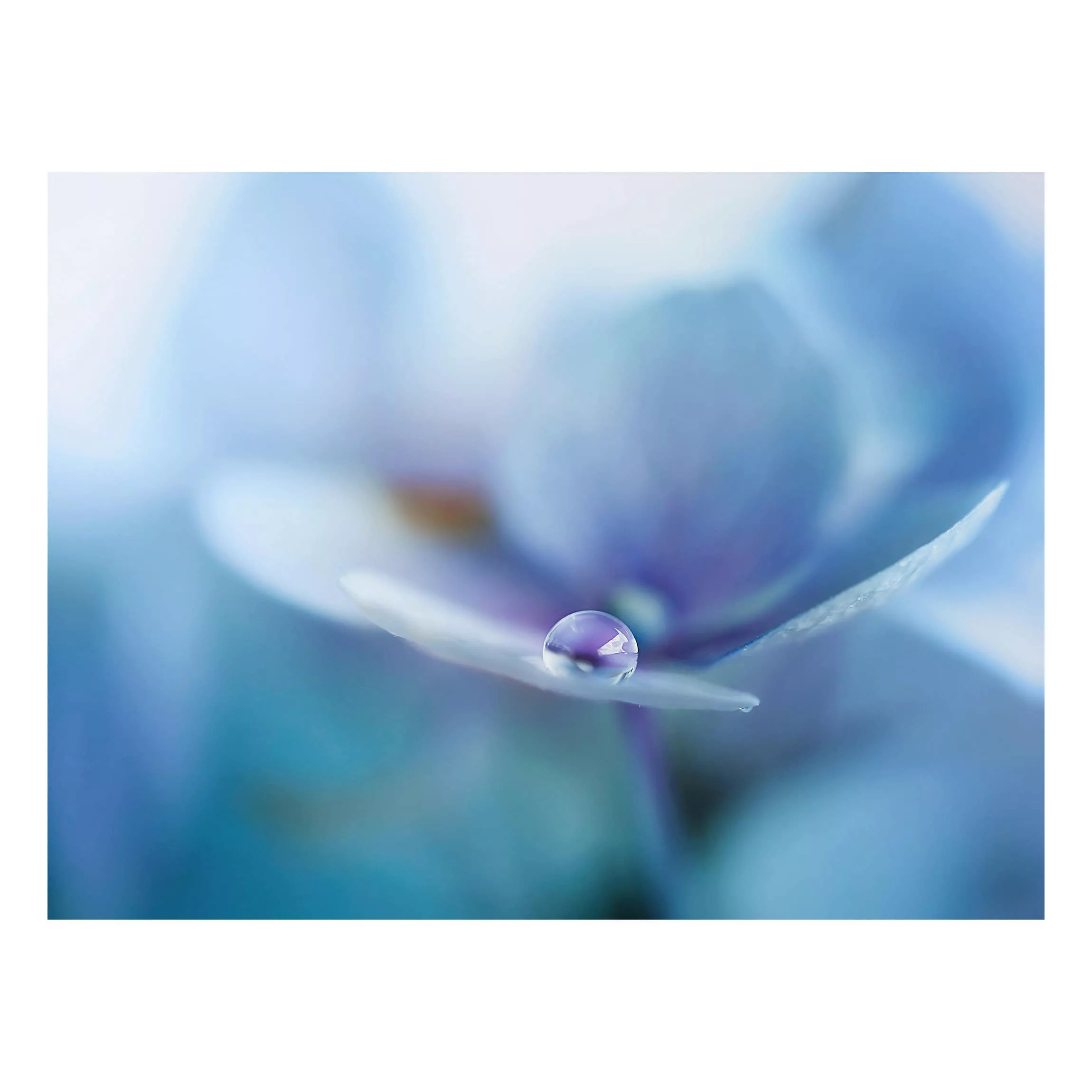 Alu-Dibond Bild Blumen - Querformat 4:3 Wassertropfen Hortensienblüte günstig online kaufen
