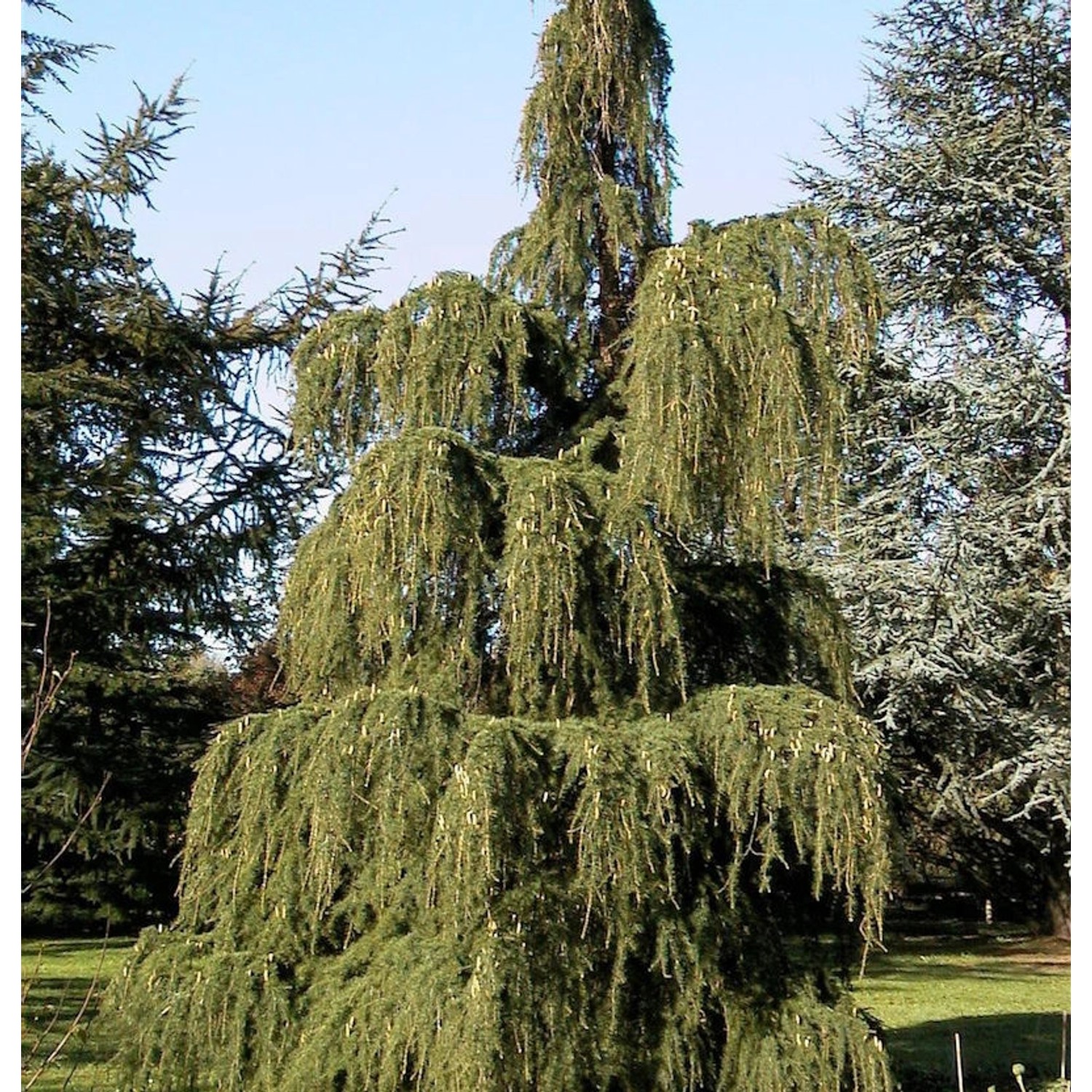 Trauer Lärche 100-125cm - Larix kaempferi pendula günstig online kaufen