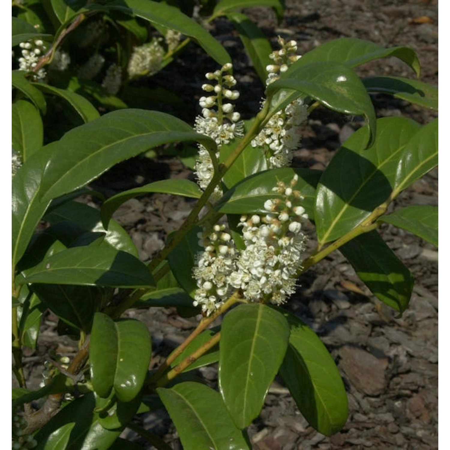 Großblättrige Lorbeerkirsche 40-60cm - Prunus laurocerasus günstig online kaufen