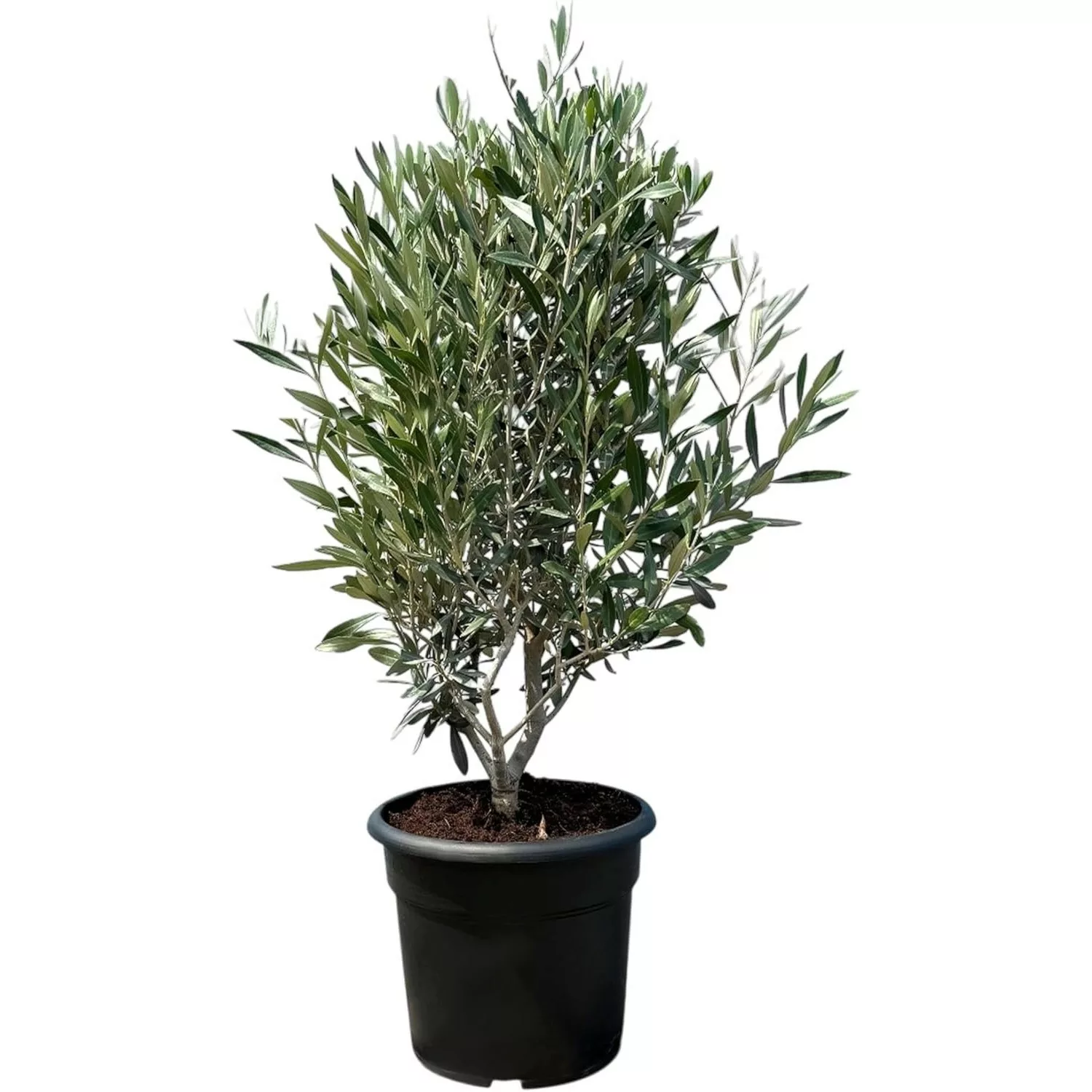 Sunny-Tree  Olivenbaum Olea Europaea in Strauchform Höhe 80-100 Cm Inkl. To günstig online kaufen
