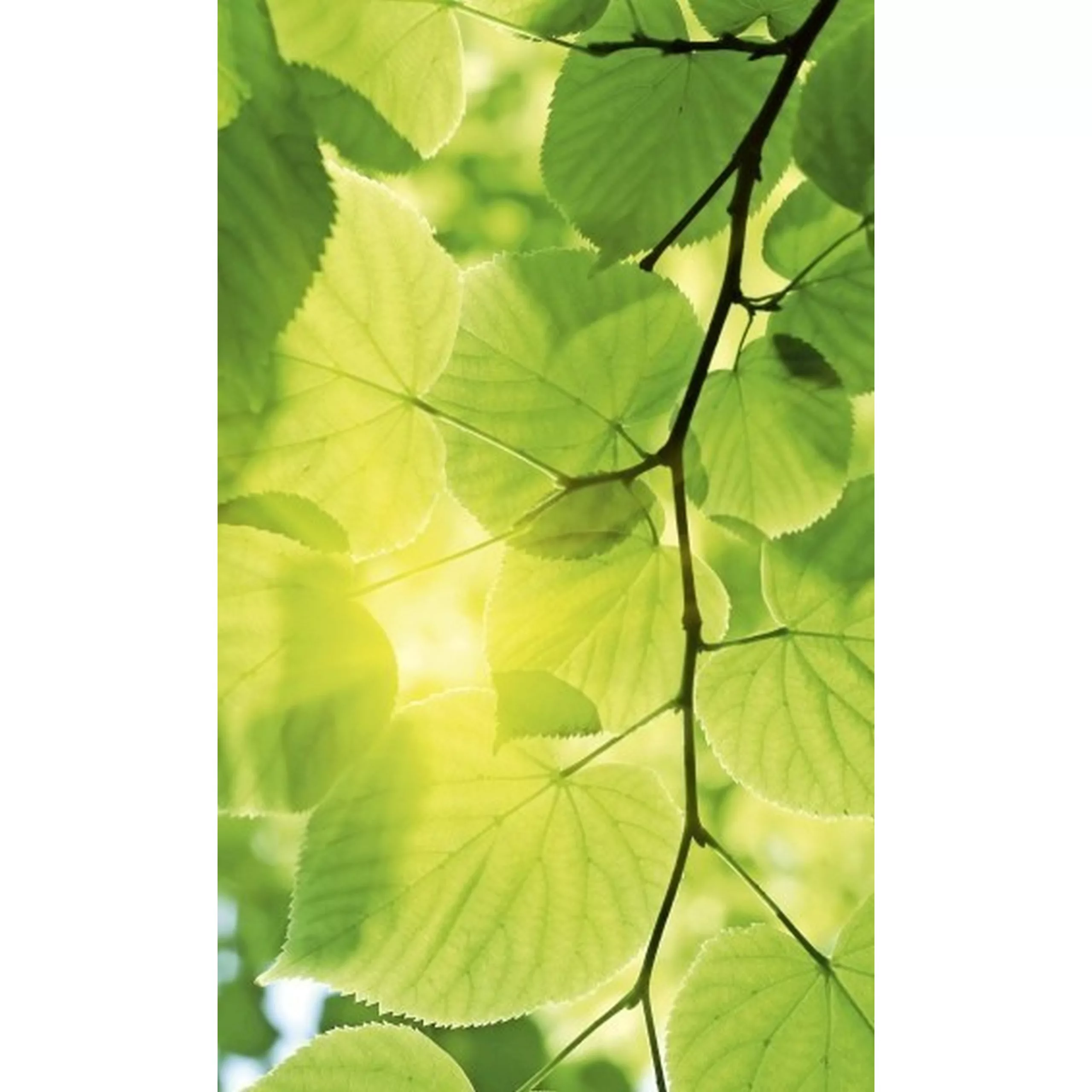 Fototapete GREEN LEAVES | MS-2-0107 | Grün | Digitaldruck auf Vliesträger günstig online kaufen
