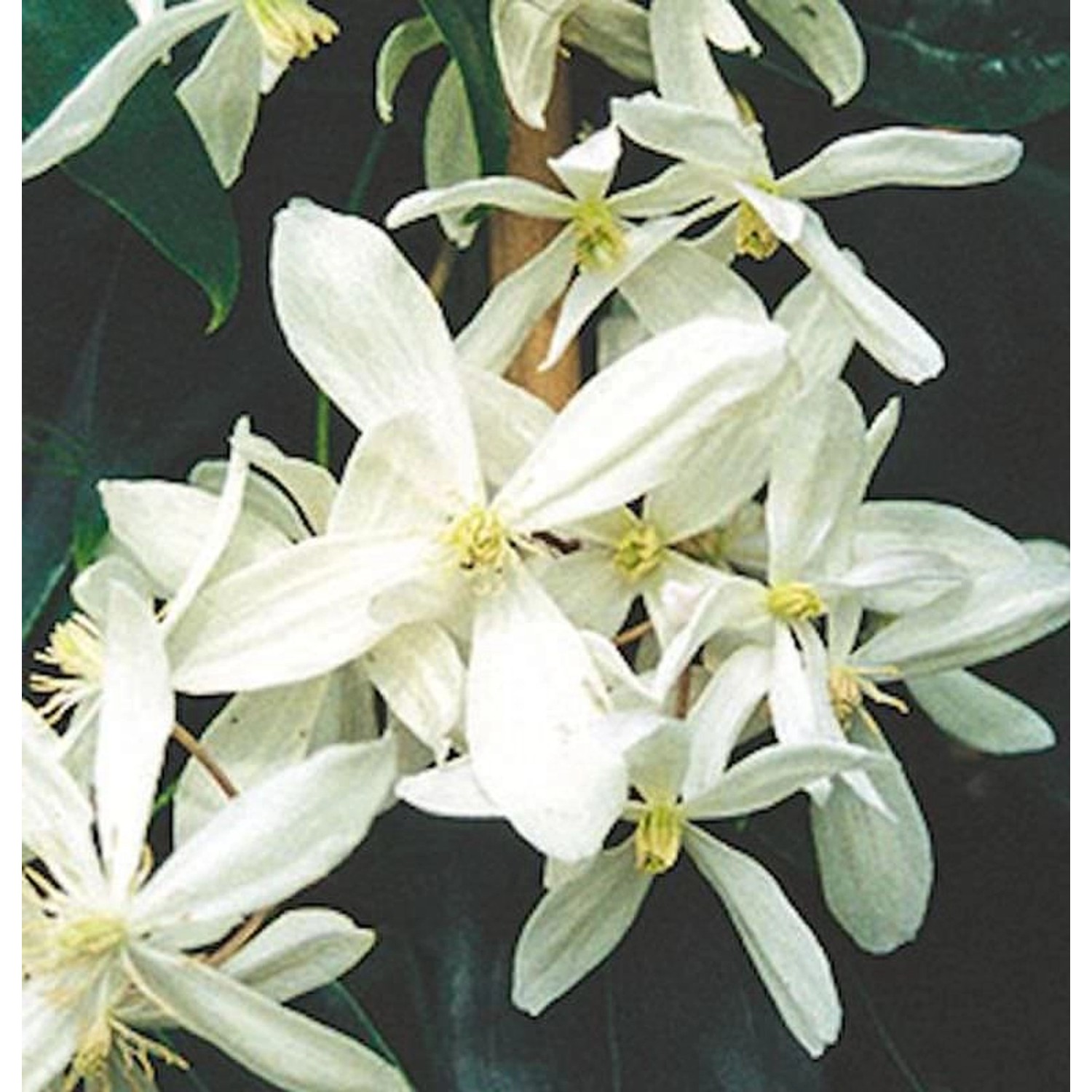 Immergrüne Duft Waldrebe 60-80cm - Clematis armandii günstig online kaufen