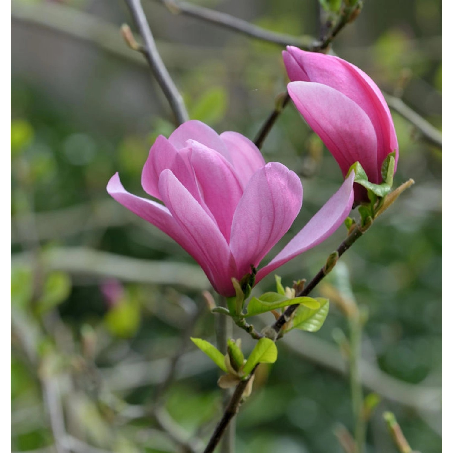 Magnolie Galaxy 125-150cm - Magnolia günstig online kaufen