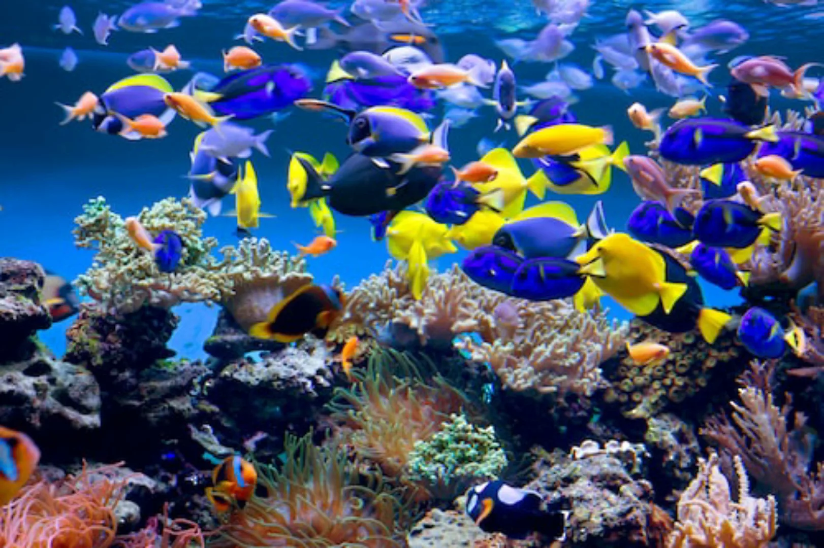 Papermoon Fototapete »Aquarium« günstig online kaufen