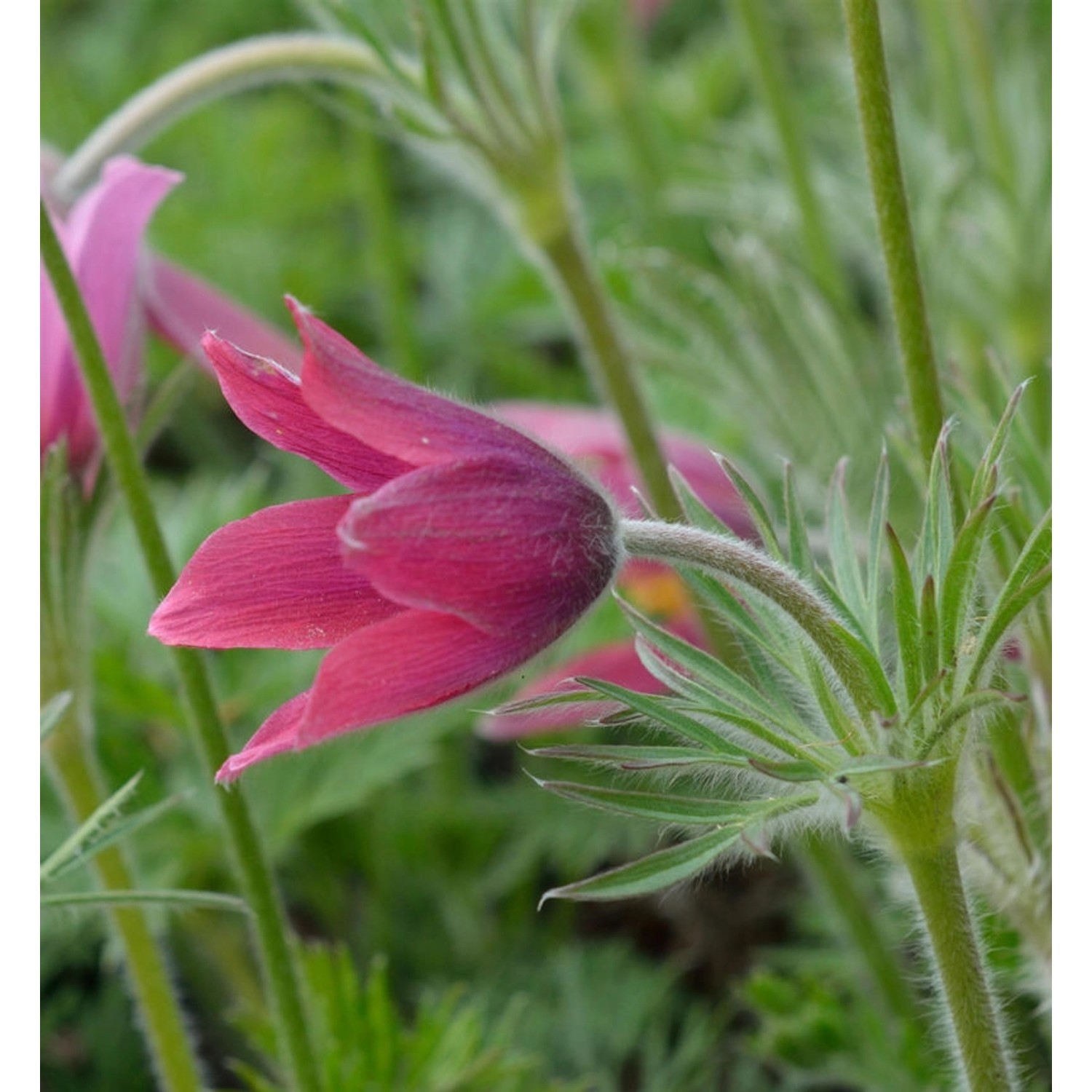 Küchenschelle Rote Glocke - Pulsatilla vulgaris günstig online kaufen