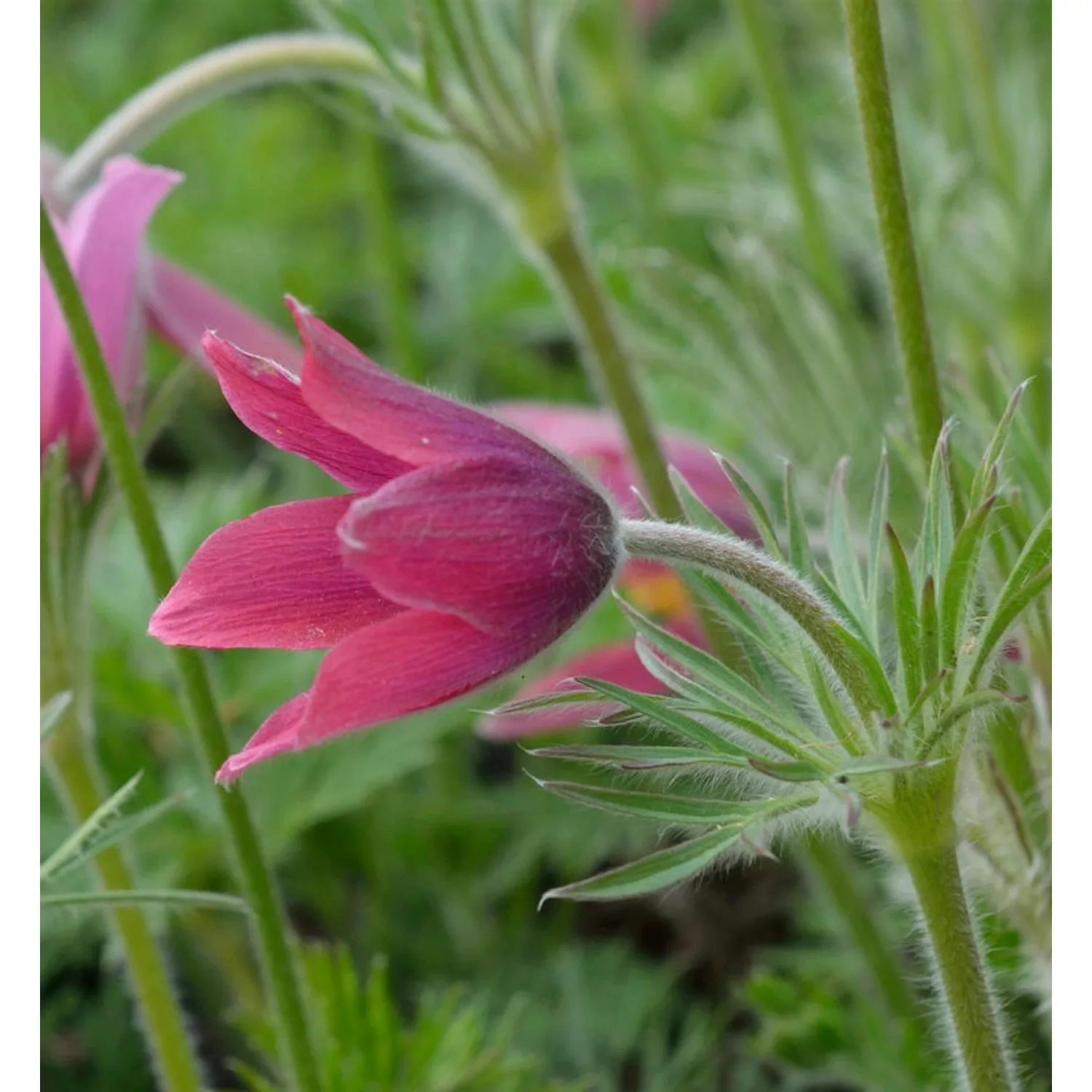 Küchenschelle Rote Glocke - Pulsatilla vulgaris günstig online kaufen