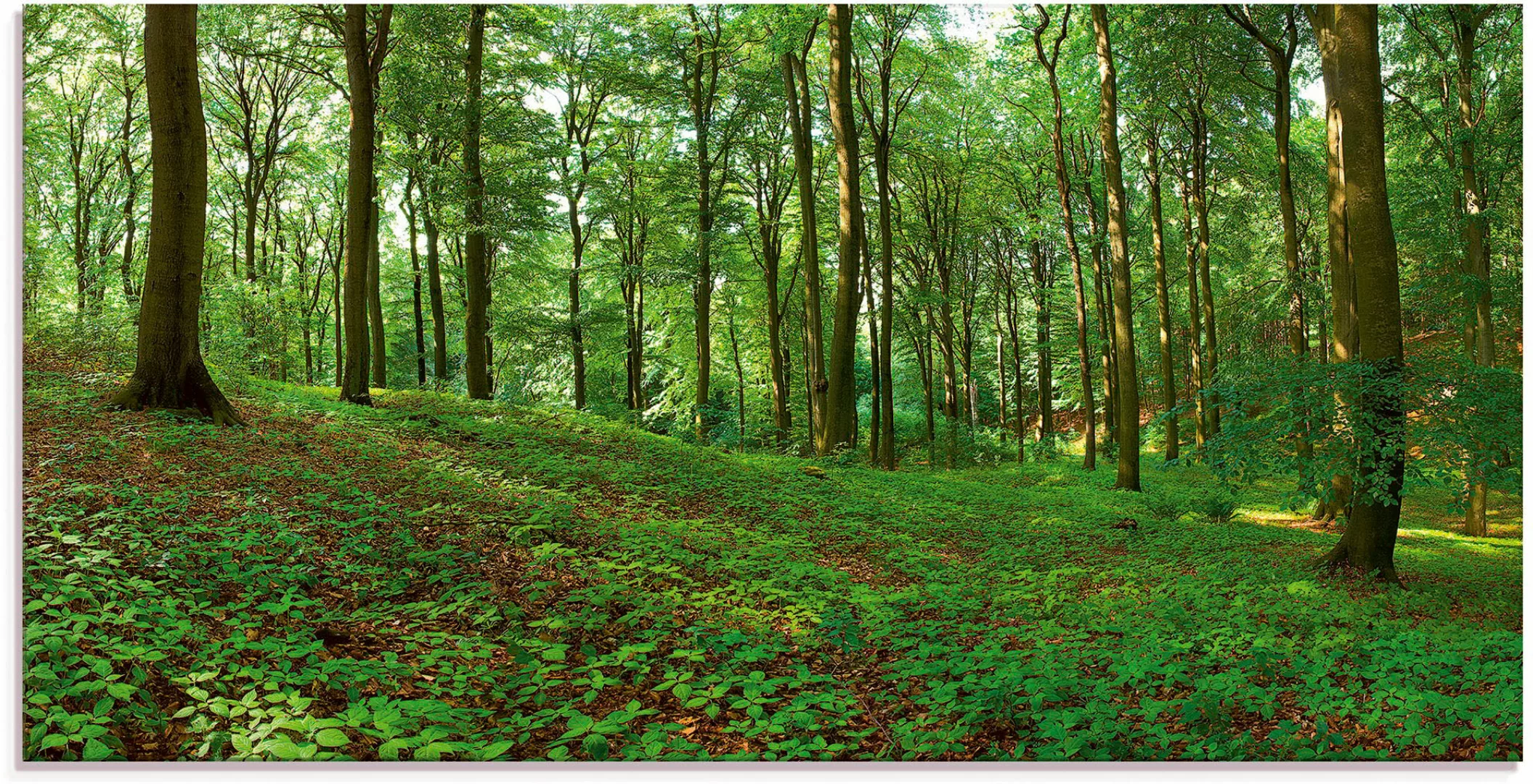 Artland Glasbild »Panorama von einem grünen Sommerwald«, Wald, (1 St.) günstig online kaufen