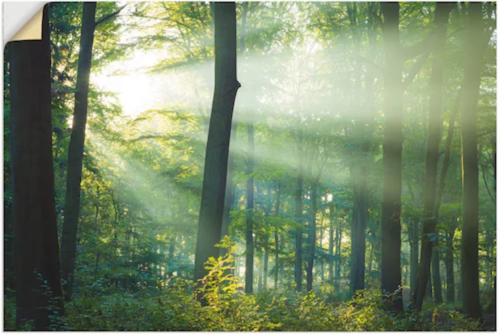 Artland Wandfolie "Licht im Wald", Waldbilder, (1 St.), selbstklebend günstig online kaufen