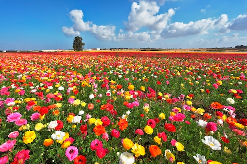 Papermoon Fototapete »Garden Buttercups« günstig online kaufen