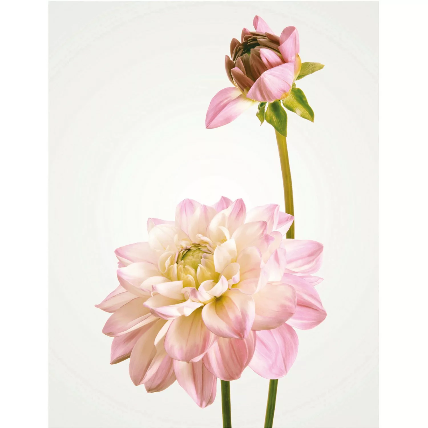 Komar Wandbild Dahlia 40 x 50 cm günstig online kaufen