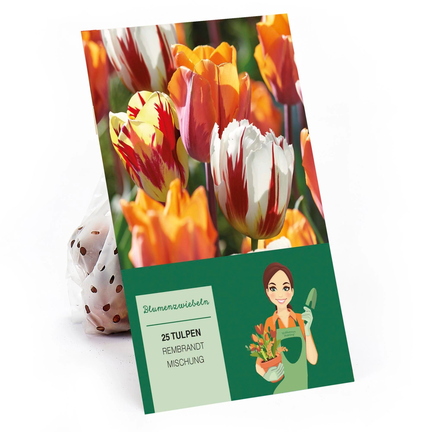 Tulpe Rembrandt Mischung 25 Stück Tulipa günstig online kaufen