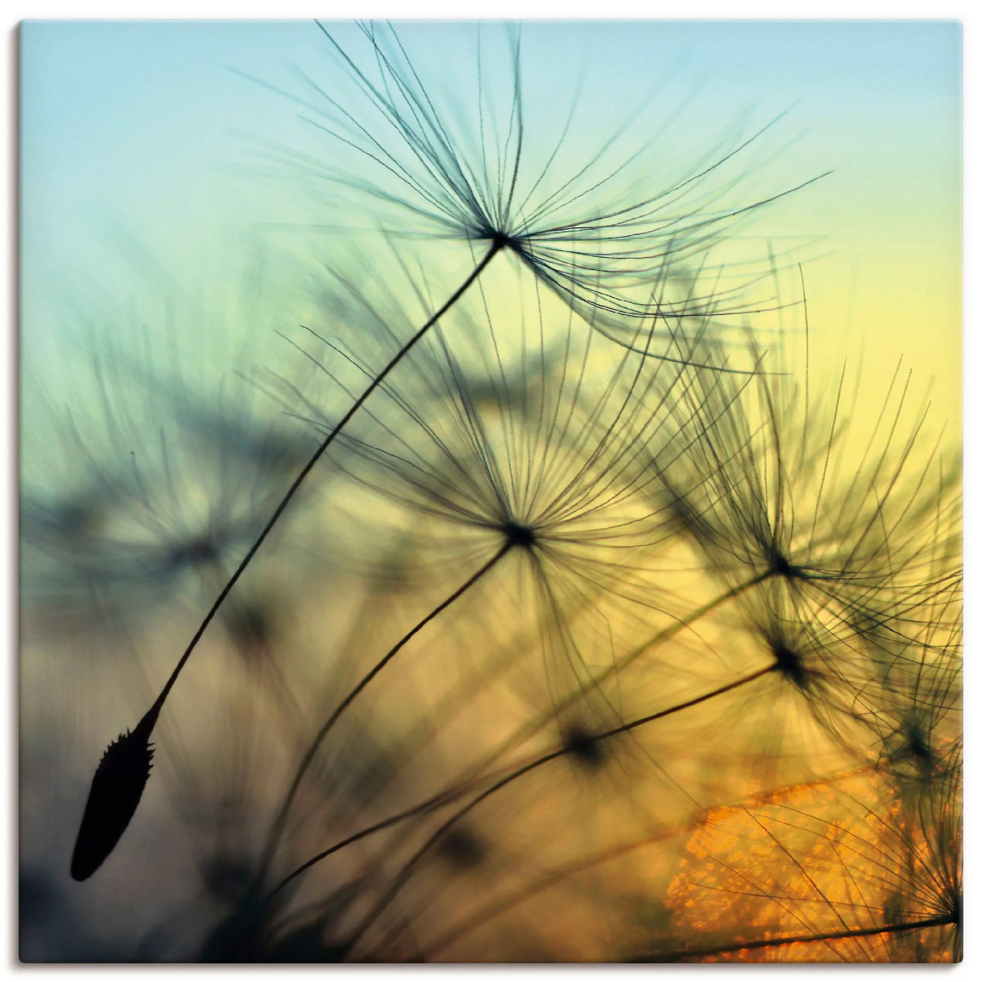 Artland Wandbild "Goldener Sonnenuntergang und Pusteblumen", Blumen, (1 St. günstig online kaufen