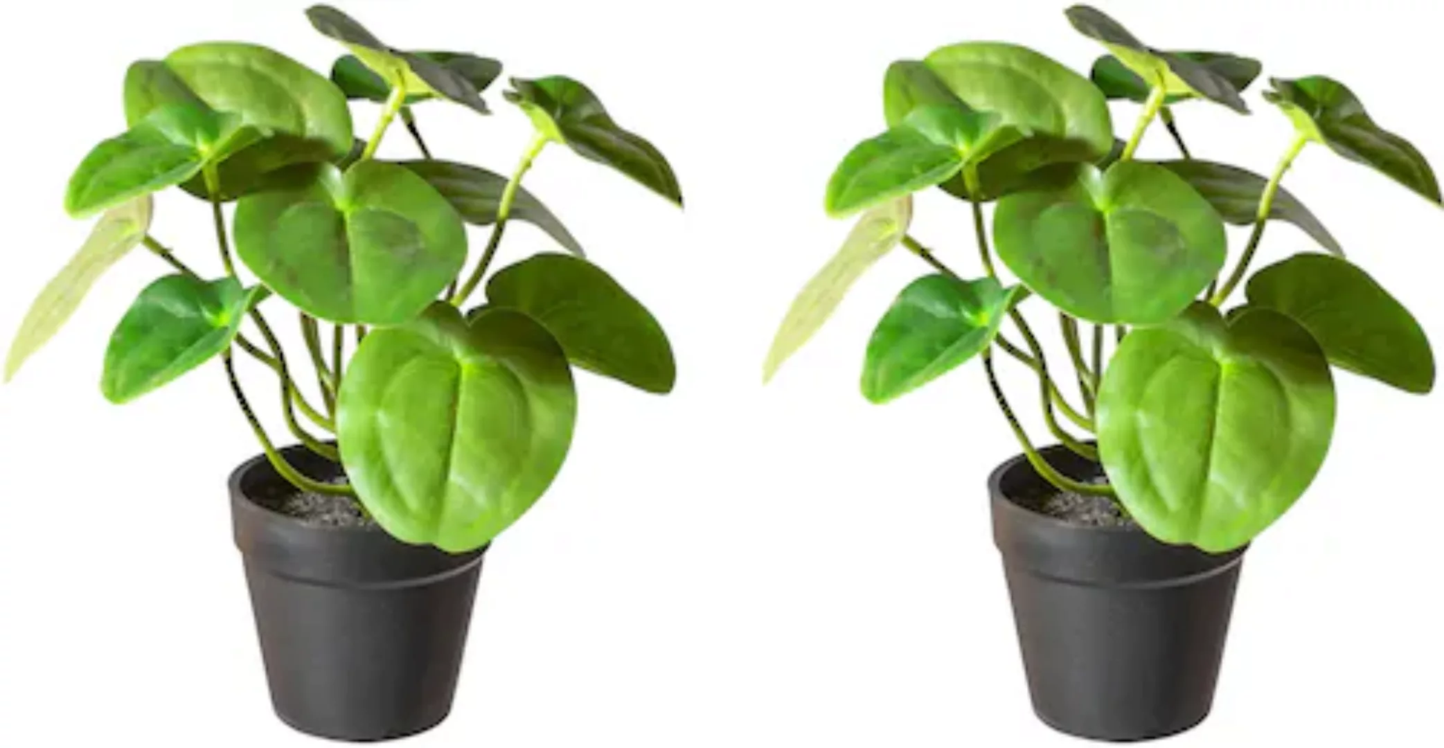Creativ green Künstliche Zimmerpflanze »Pileabusch,« günstig online kaufen
