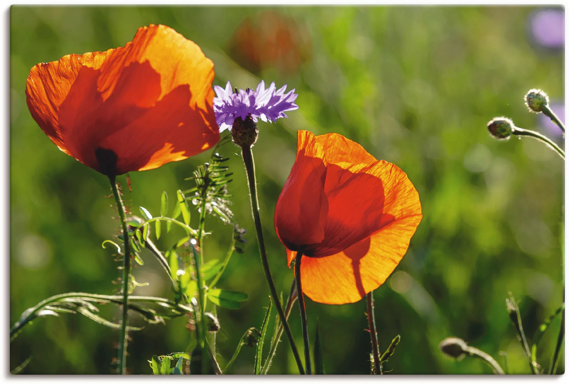 Artland Wandbild »Mohnblumen im Frühling«, Blumen, (1 St.), als Alubild, Ou günstig online kaufen