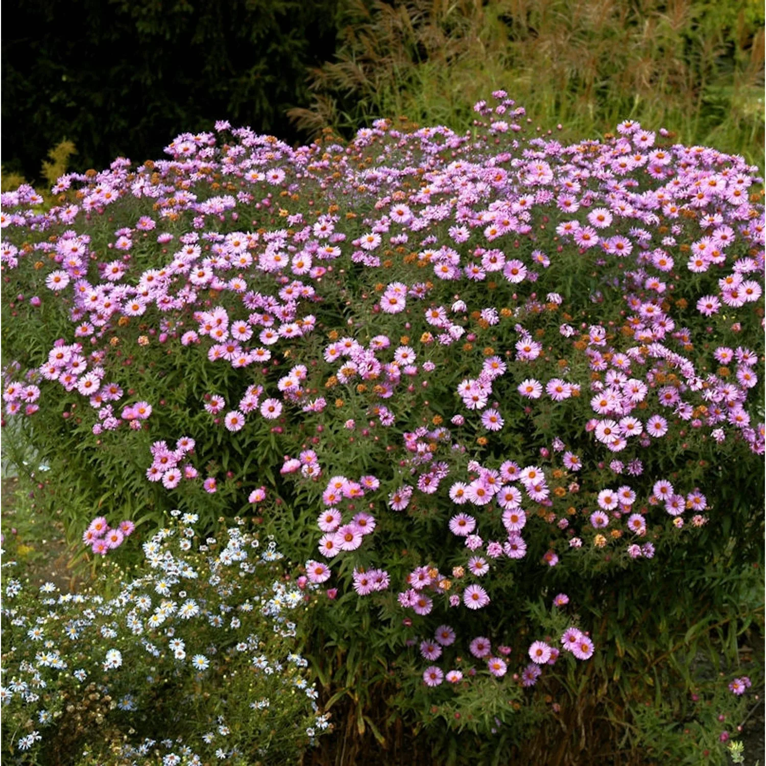 Rauhblattaster Vibrant Dome - Aster novae angliae günstig online kaufen