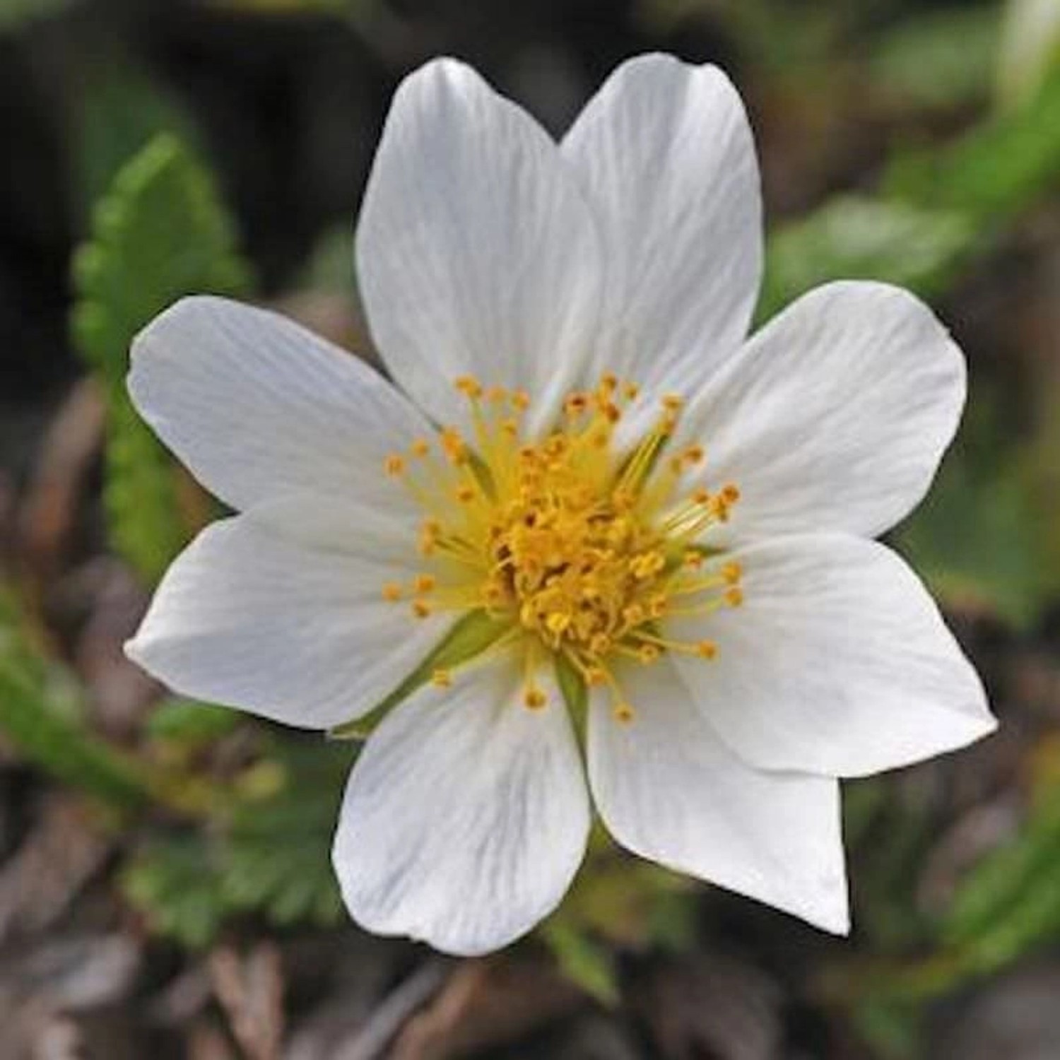 Silberwurz  - Dryas octopetala günstig online kaufen