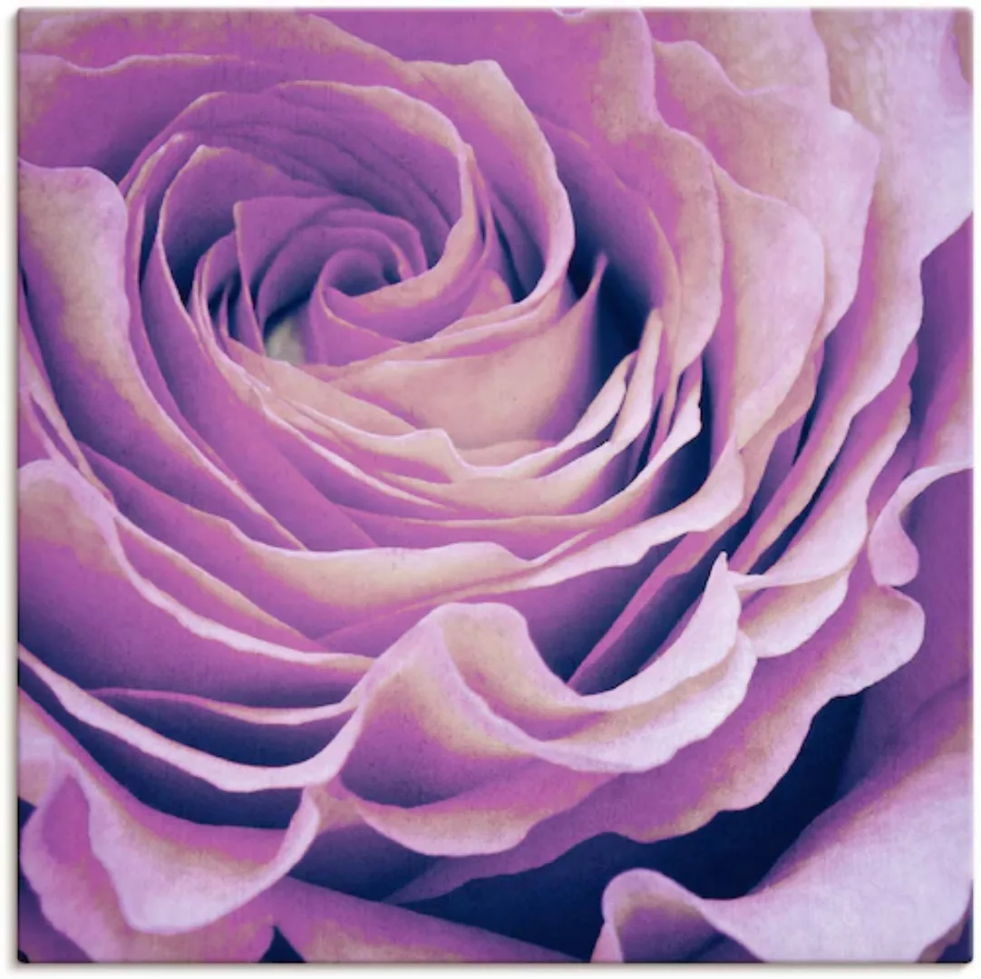 Artland Wandbild »Lila Rose«, Blumen, (1 St.), als Leinwandbild, Poster in günstig online kaufen
