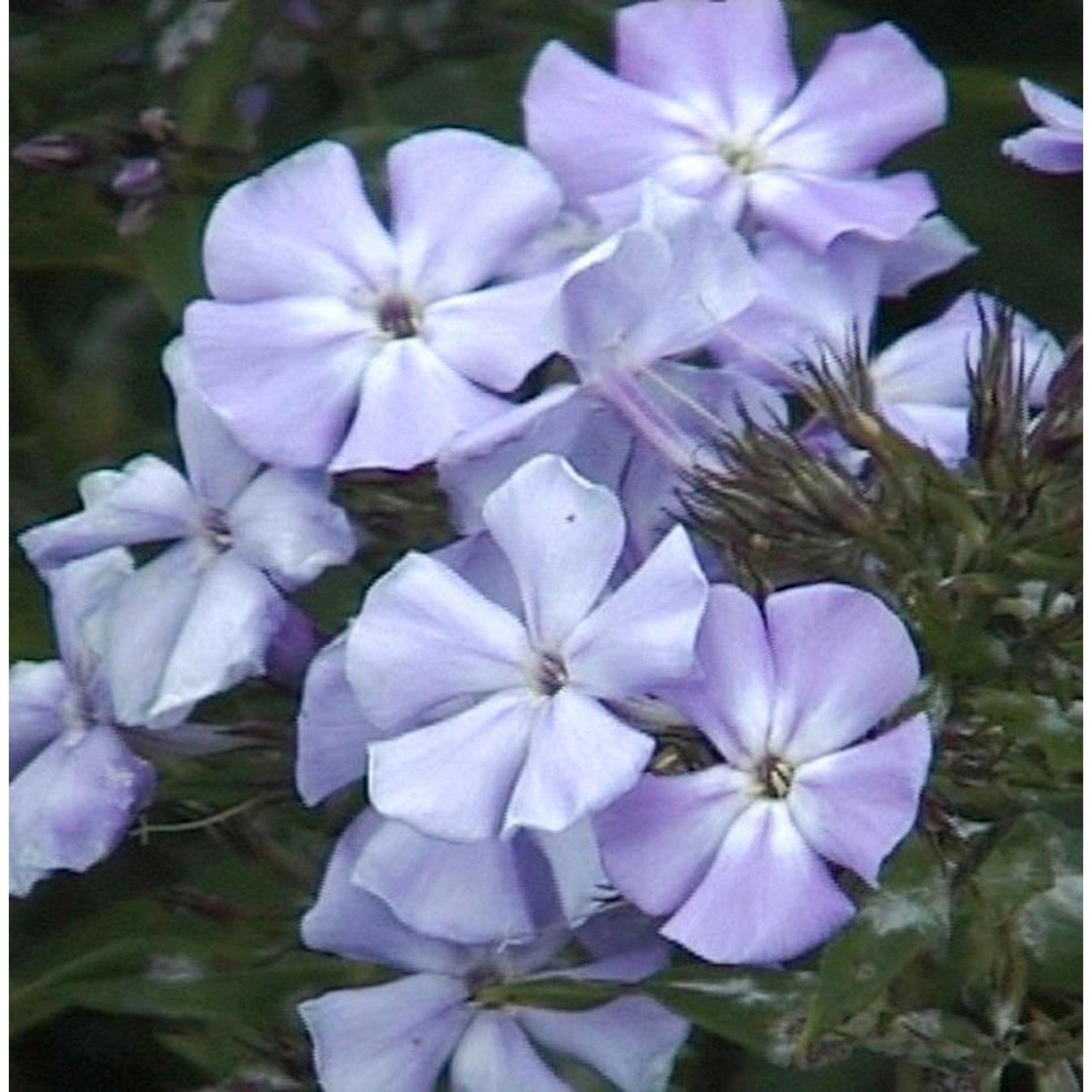 Hohe Flammenblume Sternhimmel - Phlox Paniculata günstig online kaufen