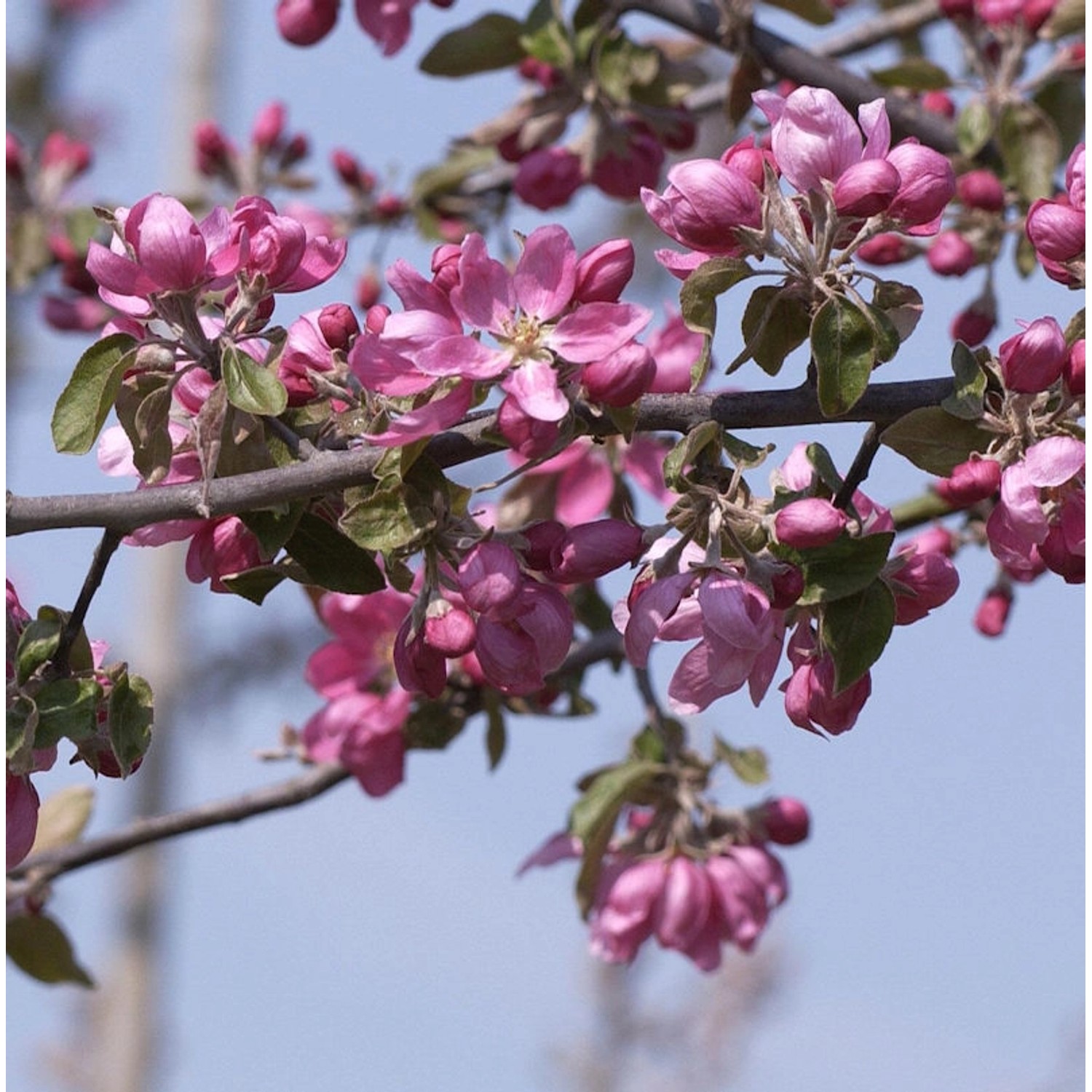 Hochstamm Zierapfelbaum Pom Pom 80-100cm - Malus Hybride günstig online kaufen