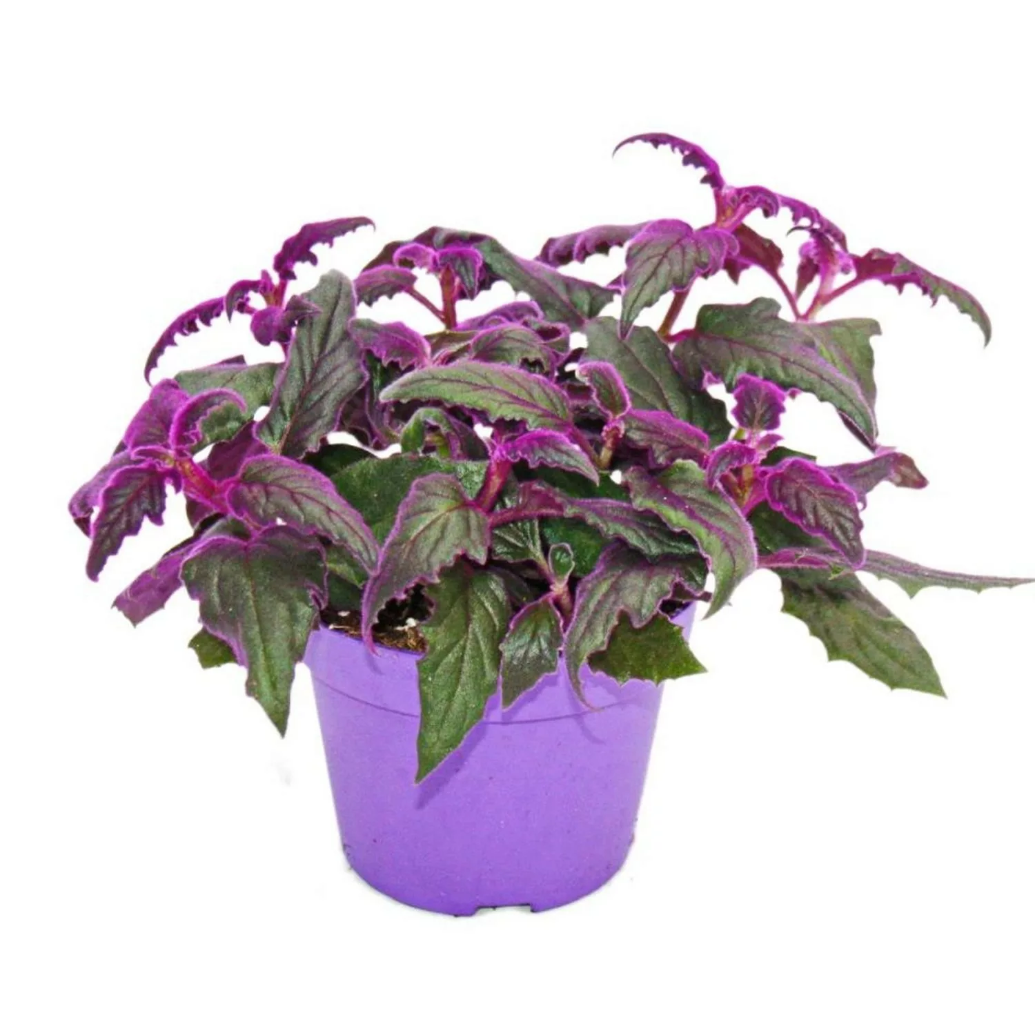 Exotenherz Gynura Purple Passion Samtblatt Samtnessel Lilafarbene Pflanze 1 günstig online kaufen