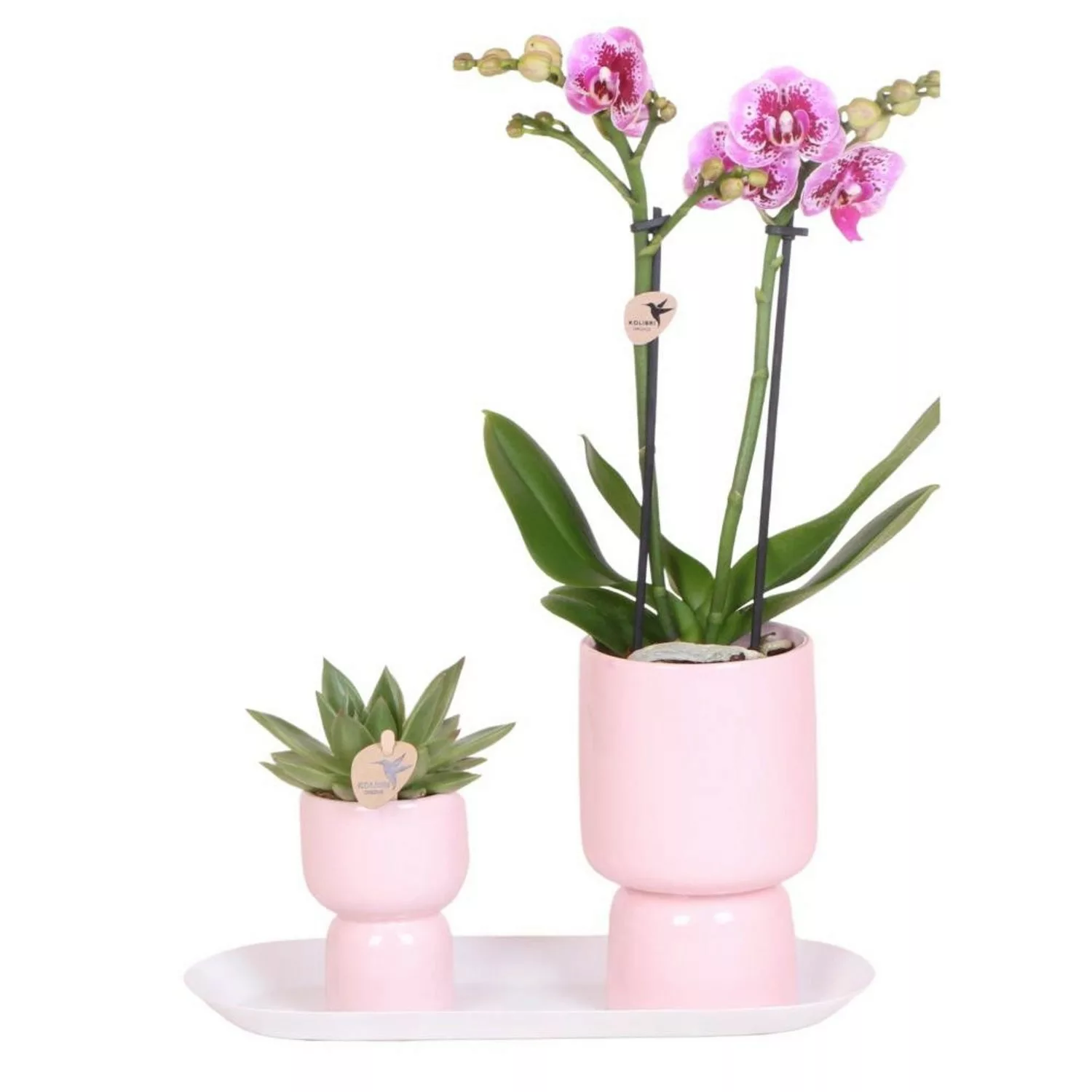 Kolibri Set aus Rosa gefleckter Orchidee & Sukkulente auf Weißem Tablett günstig online kaufen