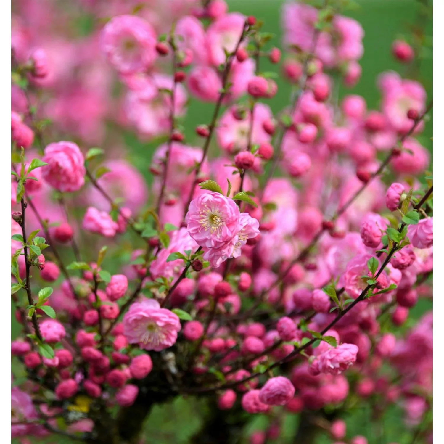 Mandelbäumchen Rosenmund 40-60cm - Prunus triloba günstig online kaufen